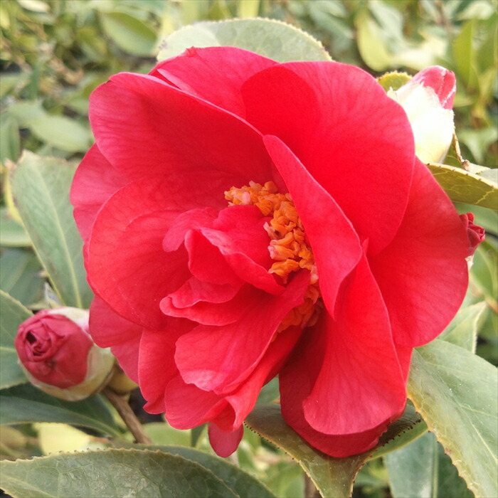 楽天市場】予約販売 雪椿 八重咲き椿 くす玉 12cmポット 開花