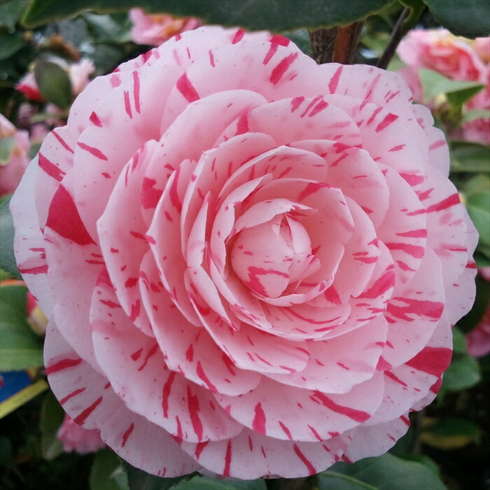 楽天市場】西洋椿 ヌチオズ・ジュエル 12cmポット 開花予定株 つばき