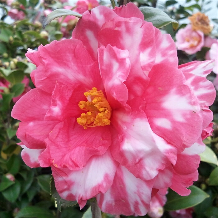 楽天市場】予約販売 雪椿 雪乙女 12cmポット 開花予定株 八重咲き椿