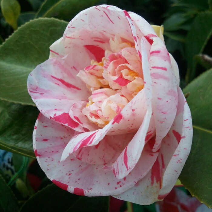 ツバキ ツバキ'シチヘンゲツバキ'