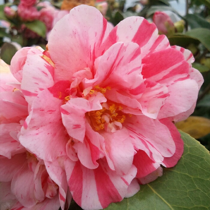 楽天市場】予約販売 雪椿 八重咲き椿 くす玉 12cmポット 開花