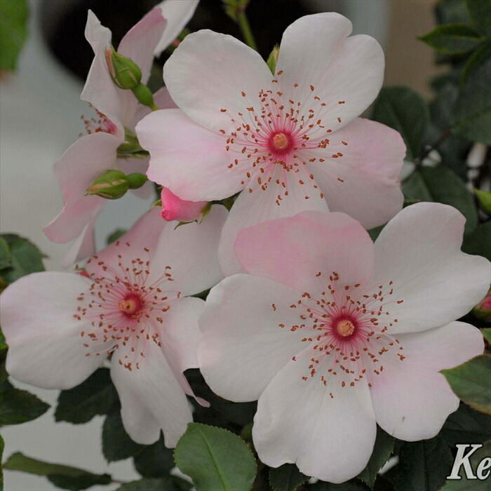 ♡KIRA様♡ご予約　バラ苗 ♡KIRA様♡ご予約 バラ苗 ♡KIRA様♡ご予約 バラ苗