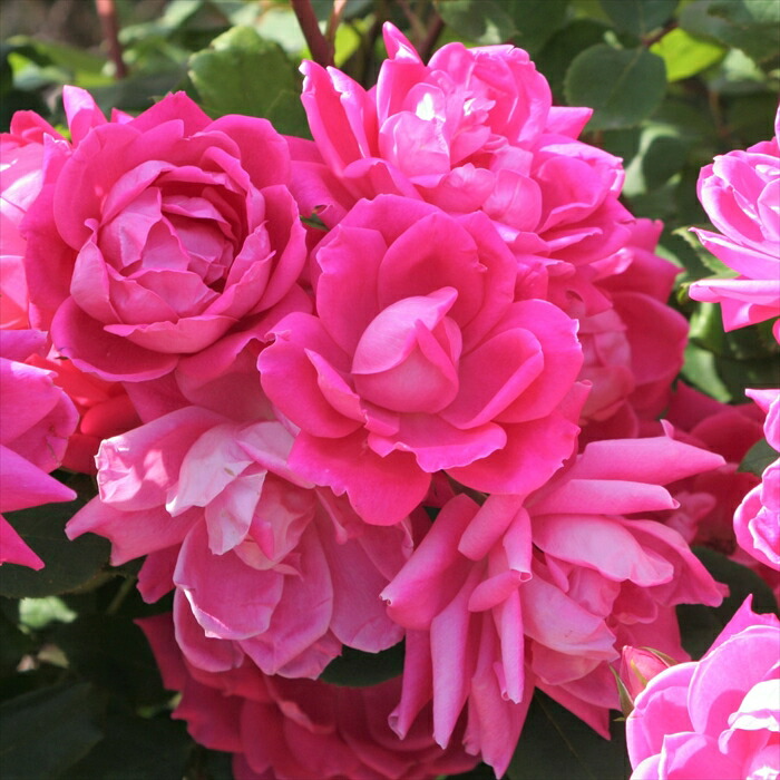 バラ苗 バラ苗 大苗 18cmポット パブ ロック : Apple Roses - 通販
