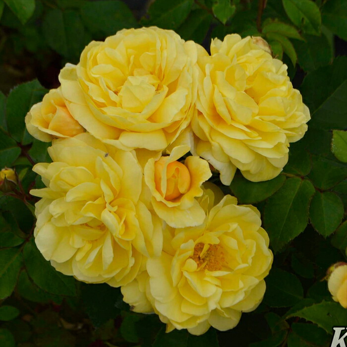 楽天市場】【まもなく締め切り】 予約販売 バラ 苗 バラ 新苗 メイアン