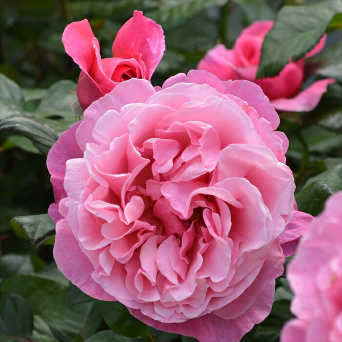 楽天市場】【まもなく締め切り】 予約販売 バラ 苗 バラ 新苗 メイアン