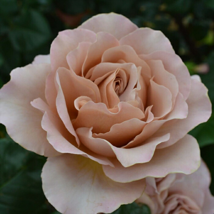 Riramon様♡ご予約　バラ苗 Riramon様♡ご予約 バラ苗 Riramon様♡ご予約 バラ苗 れもん]秋