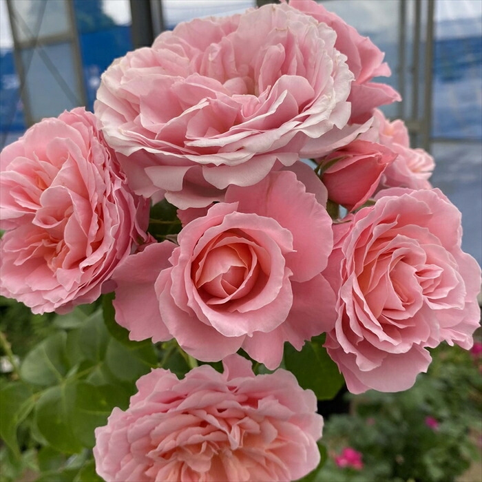 楽天市場】予約販売 バラ苗 バラ大苗 コルデス マカロン ピンク 品種