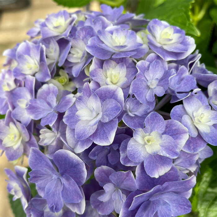 紫陽花 苗　旭日昇天　超超特大　来年用 紫陽花 苗 旭日昇天 超超特大 来年用 Yahoo!オークション - 紫陽花