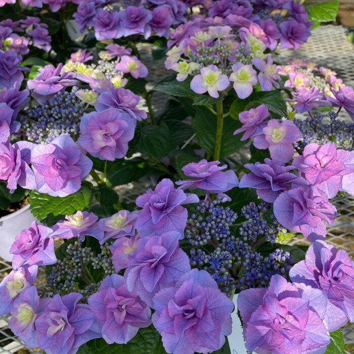 あじさい 鉢花 常緑アジサイ 春風のマーチ 額あじさい 5号鉢 ブルー