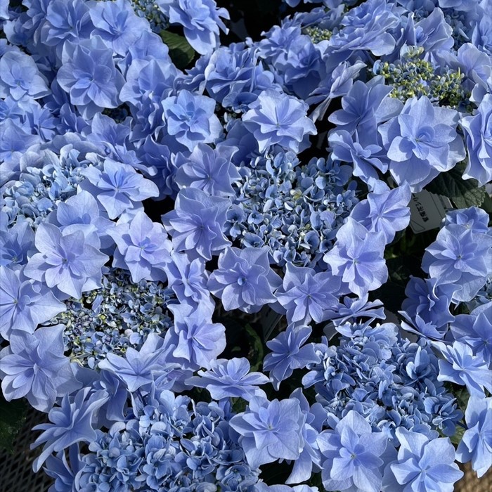 【花苗】数量限定　紫陽花　マジカルラプソディ　開花中　正規品　タグ付き 日本花キ流通 予約販売 アジサイ マジカルラプソディ 10.5cm