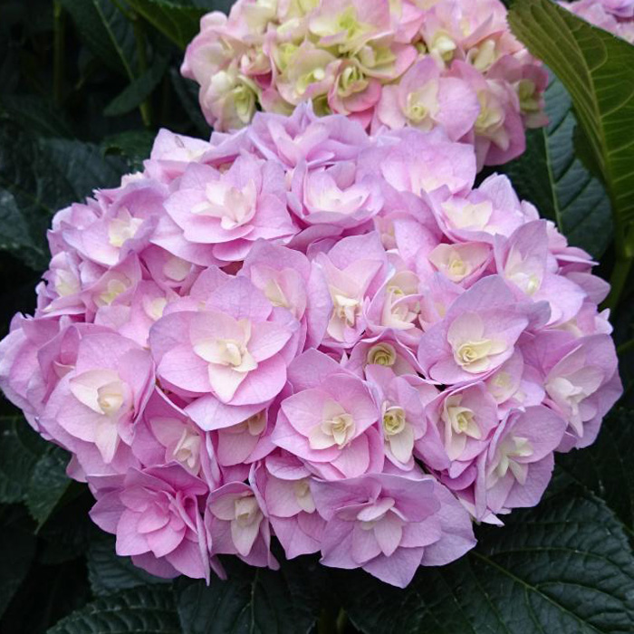 【訳あり品】　アジサイ　育成用株　17ポット　紫陽花 楽天市場】紫陽花 アジサイ 【黄金葉】 3.5号ポット苗 【ハナ