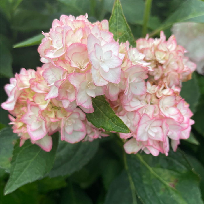 紫陽花 楽天市場】予約販売 アジサイ 静寂 7.5cmポット 加茂 KAMO
