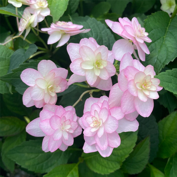レモンパイ 紫陽花『深海の色』薔薇咲きジャスミン♪ 楽天市場】バラ咲きジャスミン 9cmポット苗 （ 八重咲き