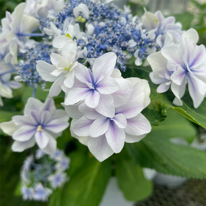 レモンパイ 紫陽花『深海の色』薔薇咲きジャスミン♪ 楽天市場】予約販売 アジサイ 深海の色 7.5cmポット 加茂 KAMO
