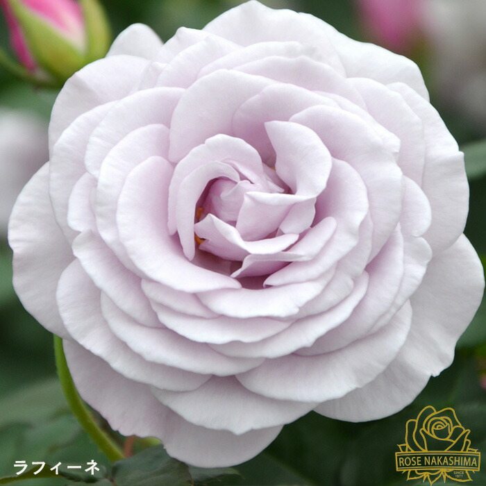 ま/バラ売り不可ページ 楽天市場】予約販売 バラ苗 バラ大苗 彩華 薔薇 ばら 送料無料 ローズ