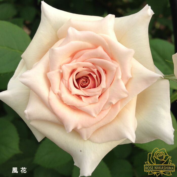 楽天市場】【まもなく締め切り】予約販売 バラ苗 バラ新苗 風花