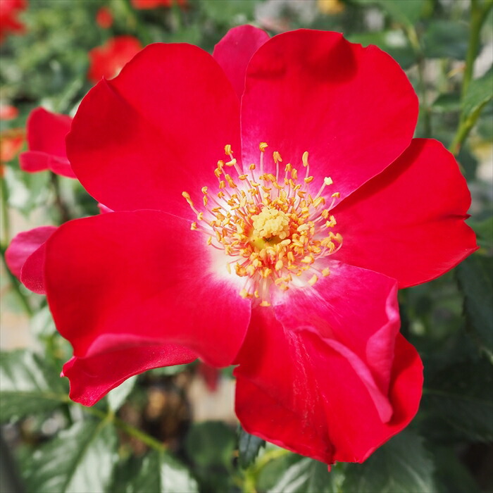 ドイリー1181❤️オレンジつる薔薇のメドレー✨大きめ36cm ドイリー1181❤️オレンジつる薔薇のメドレー✨大きめ36cm