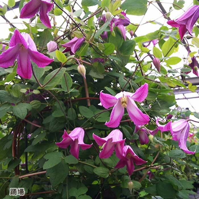 楽天市場】予約販売 クレマチス 苗 ブラックプリンス ビチセラ系