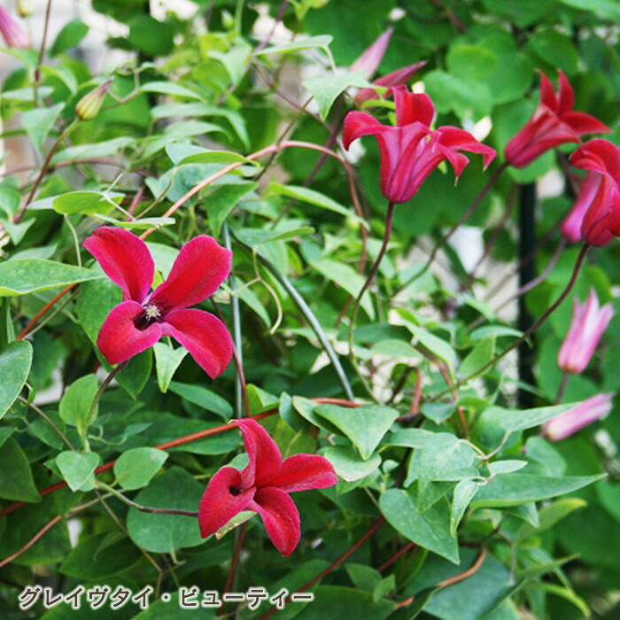 クレマチスレディキョウコ(鉢植え)満「2020年6月からの花便り