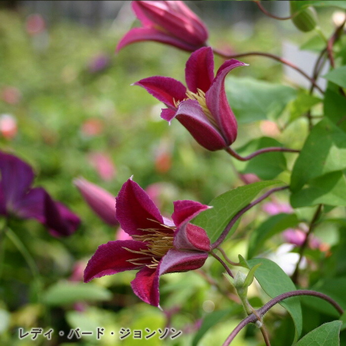 楽天市場】予約販売 クレマチス 苗 チェリーボンボン ヴィオルナ系