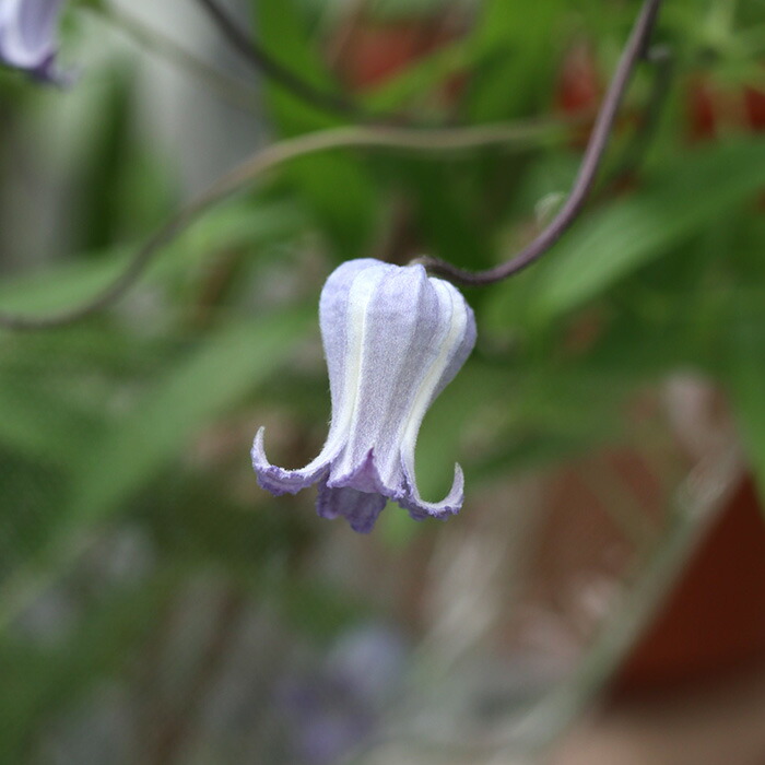 楽天市場】予約販売 クレマチス 苗 アディソニー ヴィオルナ系 杉本