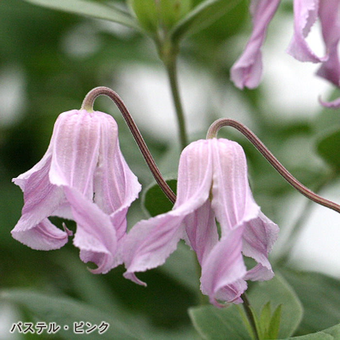 マスカットっとん　クレマチス Clematis Series 2025 No.23] A day of training new shoots