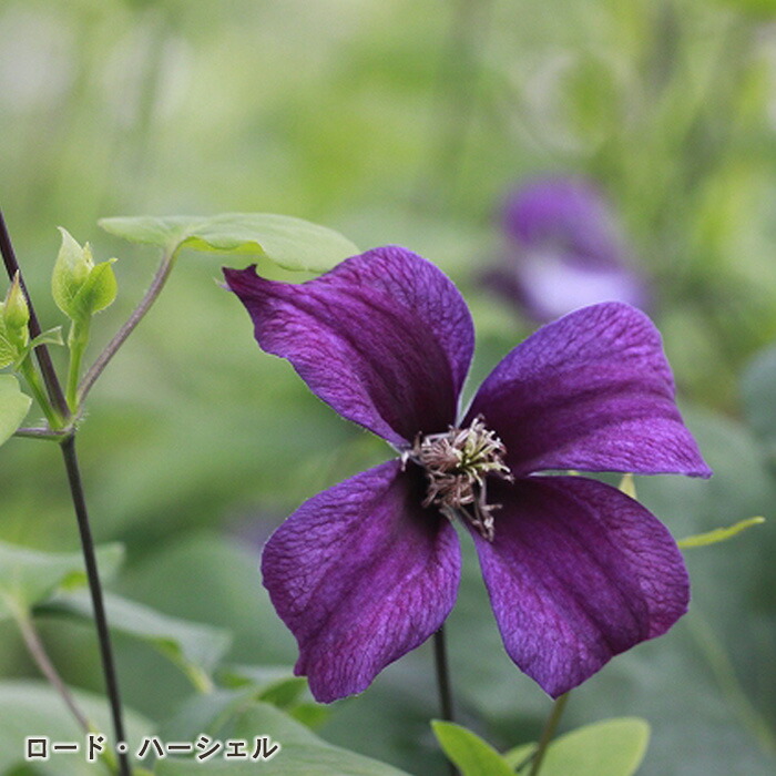 マスカットっとん　クレマチス 楽天市場】クレマチスの苗/クレマチス：ピンクパーフェクション