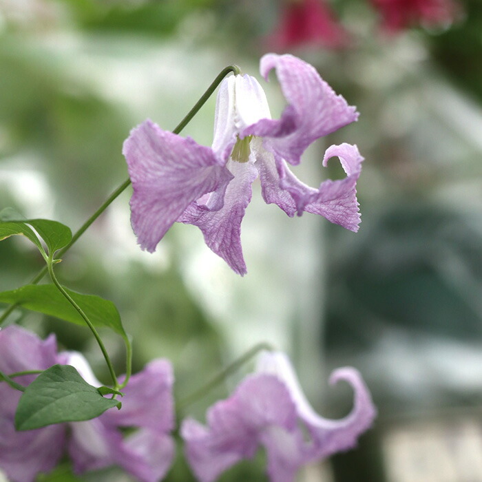 楽天市場】予約販売 クレマチス 苗 クリスパエンジェル ヴィオルナ系