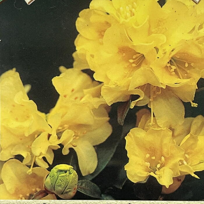 シャクナゲ/R.williamsianum/大株【現品発送】管理70658 20686_1.jpg