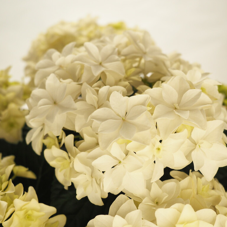 予約販売 アジサイ カーリースパークルブルー 10.5cmポット 苗 花苗 あじさい 紫陽花 szi 10月下旬以降発送