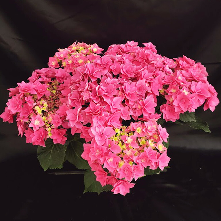 紫陽花 苗　桜のころとエダム　２種類セット　来年用 楽天市場】予約販売 アジサイ ダブルタッチエダムブルー 10.5cm
