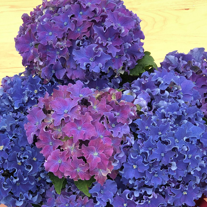 アジサイ　花傷み品6鉢セット　ハイドランジア アジサイ きらきら星 6号鉢 ピンク ハイドランジア ギフト