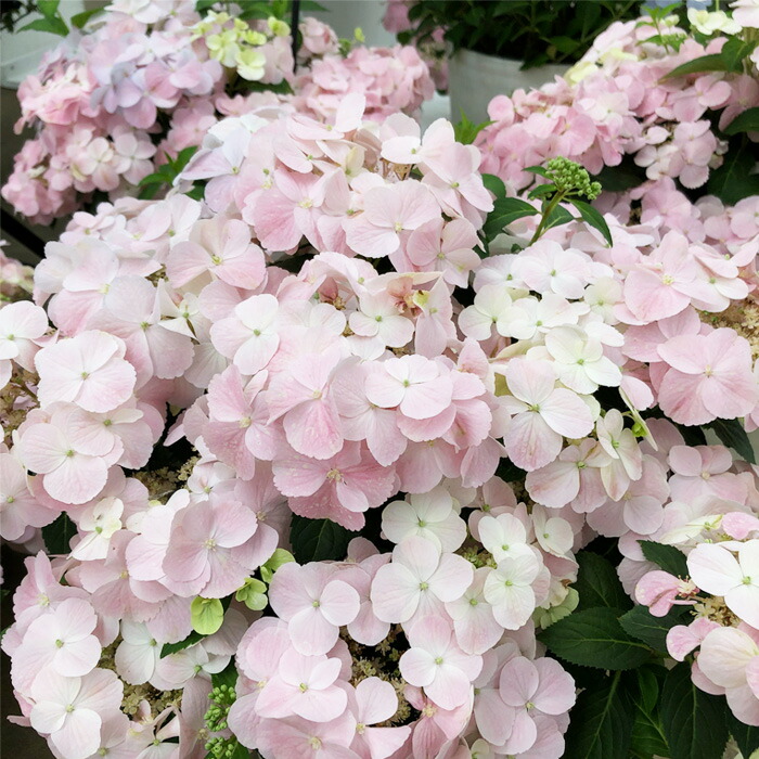 楽天市場】アジサイ 桜坂 9cmポット 加茂 KAMOセレクション