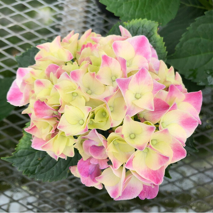 すみれです♪2点セット！マジカルラプソディ　ひな祭りルナ　紫陽花　アジサイ 楽天市場】予約販売 アジサイ マジカルラプソディ 10.5cmポット