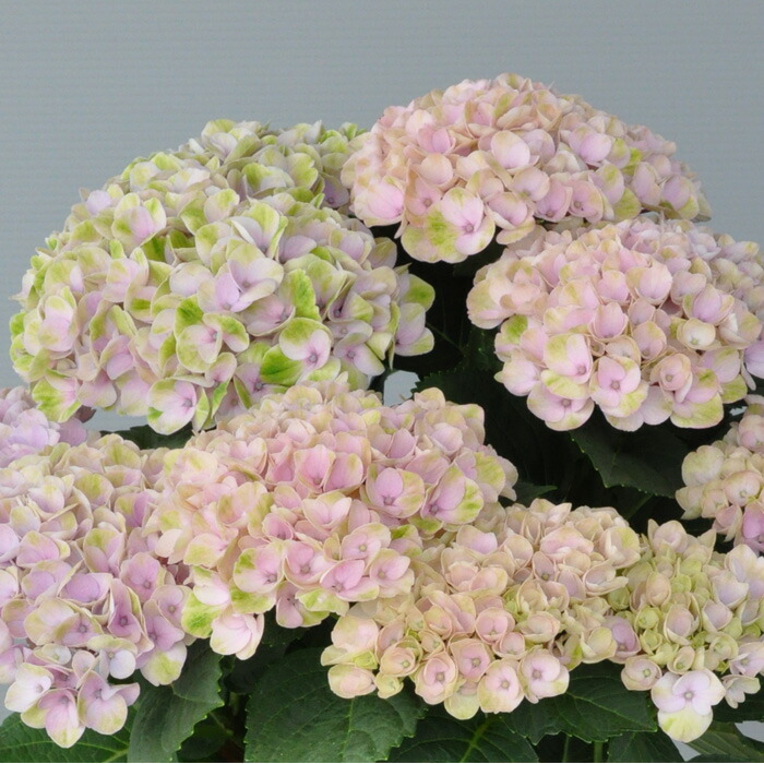 【花苗】数量限定　紫陽花　マジカルラプソディ　開花中　正規品　タグ付き アジサイ：マジカルラプソディ 5号鉢植え の通販 | 園芸ネット