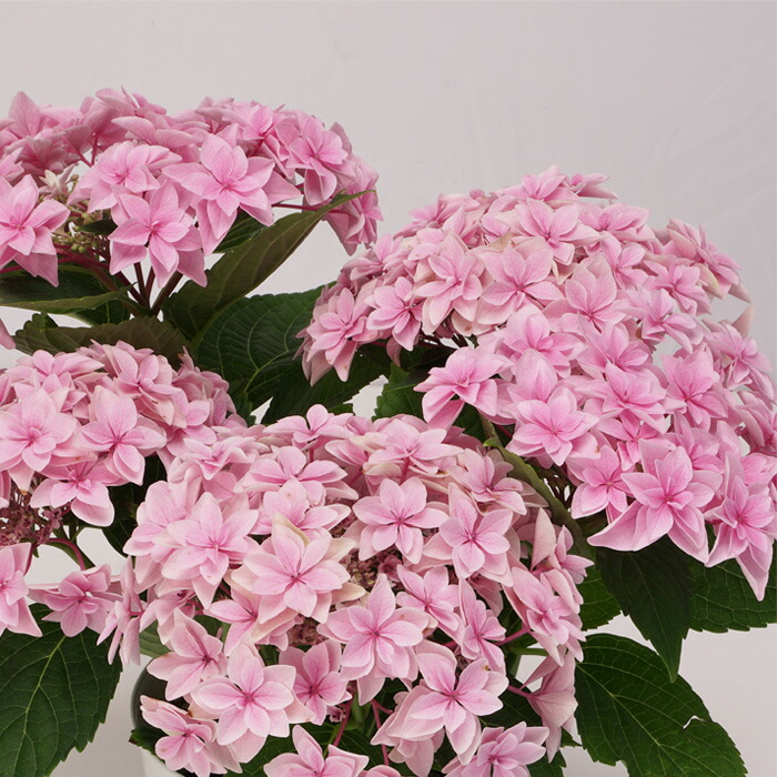 【花苗】数量限定　紫陽花　マジカルラプソディ　開花中　正規品　タグ付き 楽天市場】【まもなく締め切り】 予約販売 アジサイ マジカル