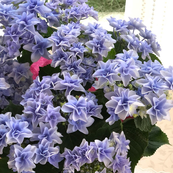 楽天市場】予約販売 アジサイ ダブルタッチエダムブルー 10.5cm