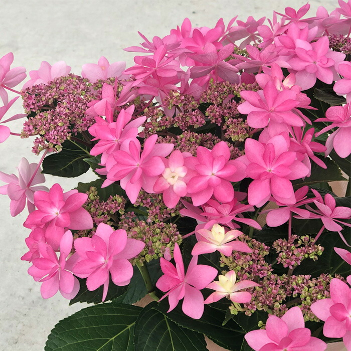 楽天市場】アジサイ 雨に唄えば 7.5cmポット 加茂 KAMO