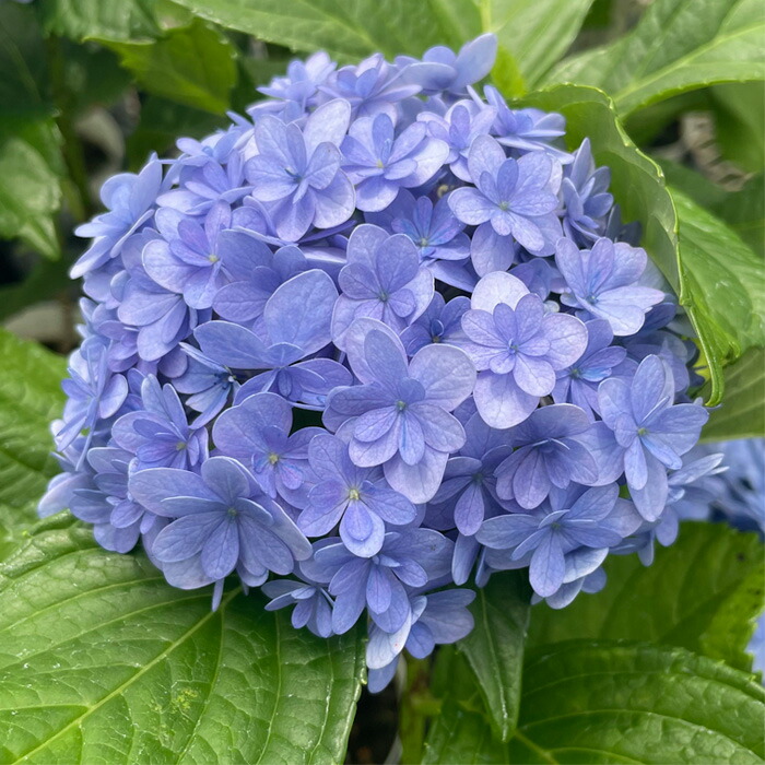 アジサイ　4種10ポット　紫陽花 楽天市場】予約販売 アジサイ コットンキャンディ 10.5cmポット