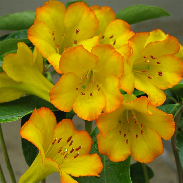 楽天市場】マレーシアシャクナゲ ビレア プリンセスアレキサンドラ 5号