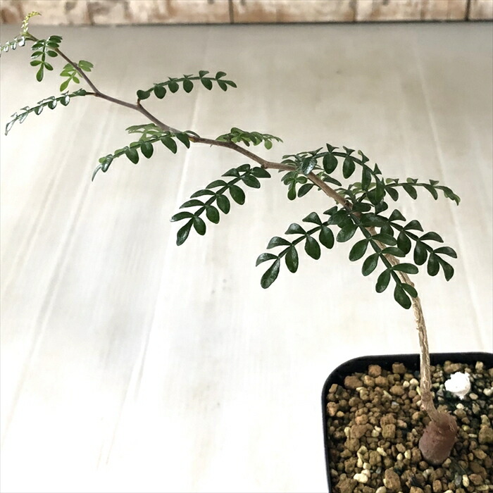 楽天市場】多肉植物 caパキポディウム グラキリス 実生 7.5cm