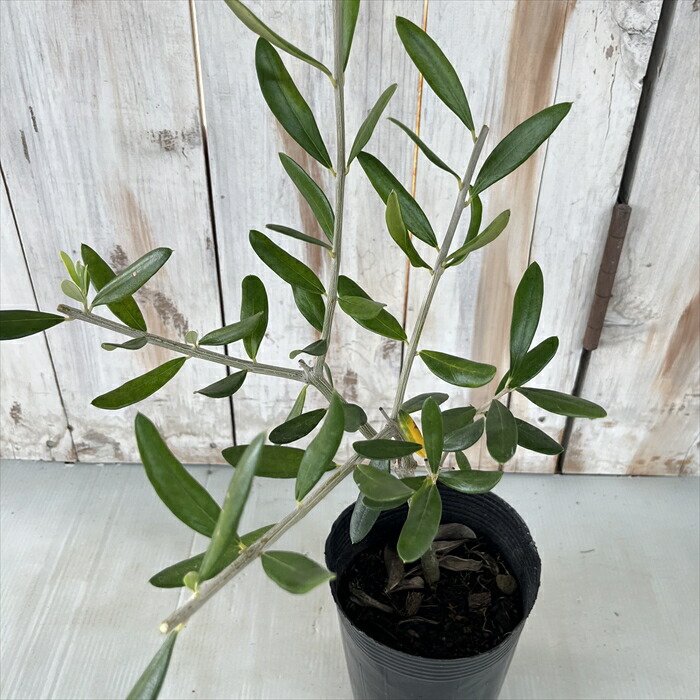 楽天市場】【現品発送】オリーブの木 オヒブランカ（ホジブランコ