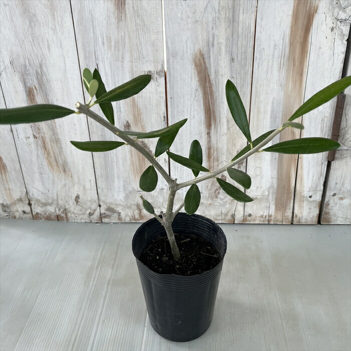 楽天市場】予約販売 オリーブ 苗 パラゴン 10.5cmポット 観葉植物
