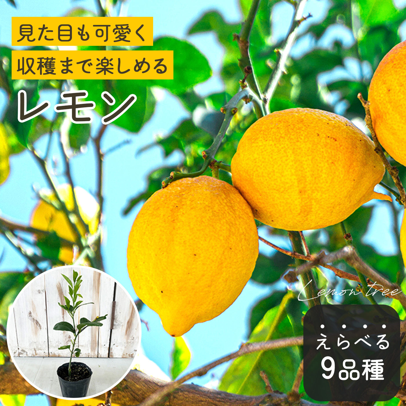 楽天市場】予約販売 バナナ ドワーフナムワーハーディー 苗 12cm