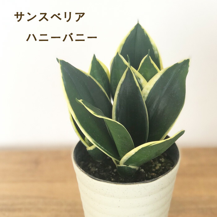 楽天市場】サンセベリア ゴールデンハニー 2.5号サイズ 苗