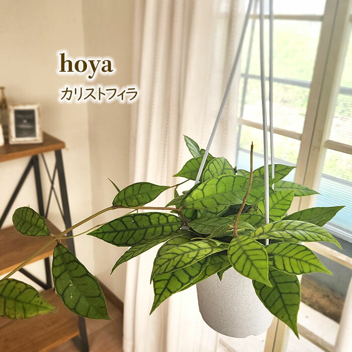 ホヤ hoya ロザリオオレンジ　② 3号　吊り鉢 ホヤ hoya ロザリオオレンジ ② 3号 吊り鉢 - メルカリ