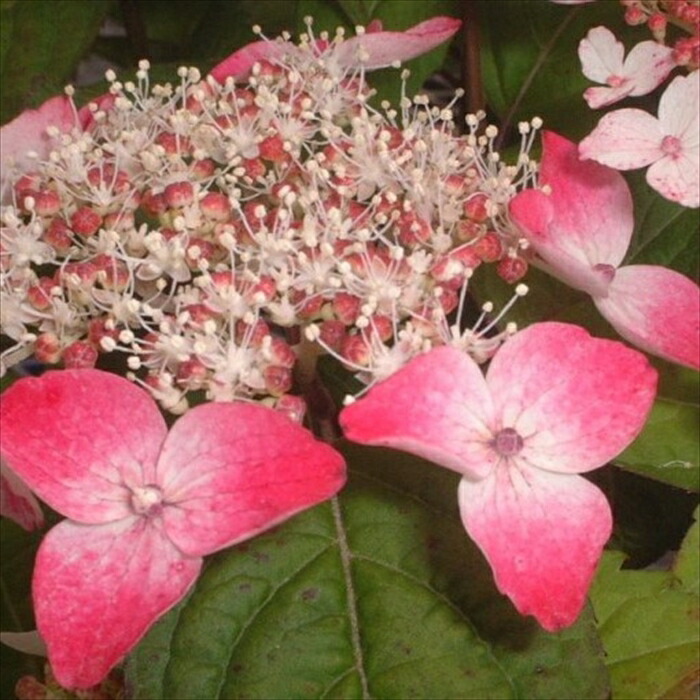 楽天市場】予約販売 山アジサイ 天城甘茶チリフ 9cmポット 斑入り 苗