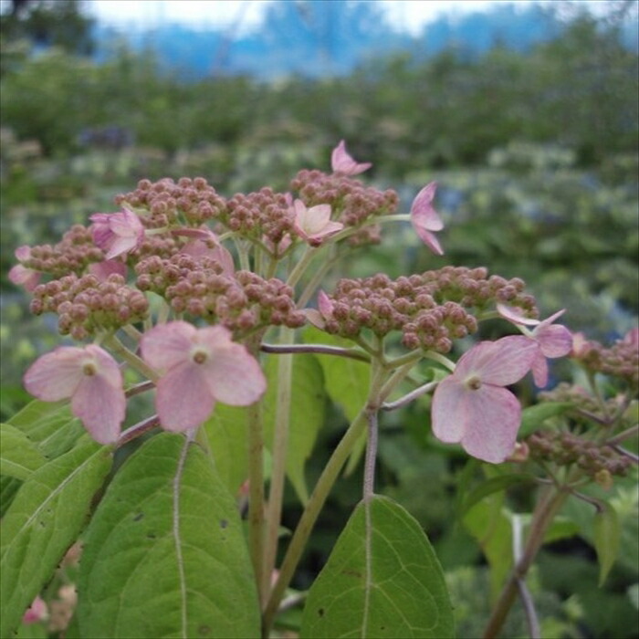 楽天市場】予約販売 山アジサイ 虹紫 9cmポット 苗 花苗 苗木 山