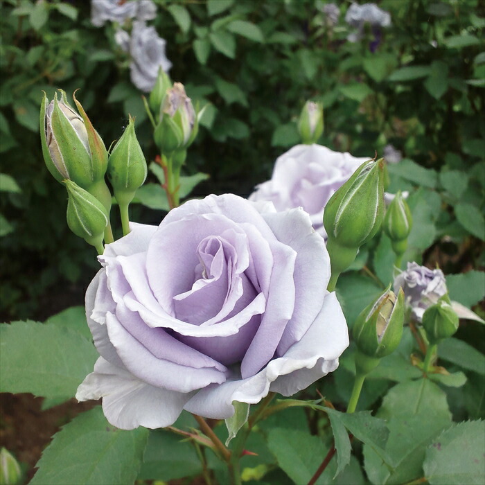 薔薇の花は薄紅く咲く 全16巻セット Amazon | バラ 苗 フラワーカーペットローズ 【ピンク