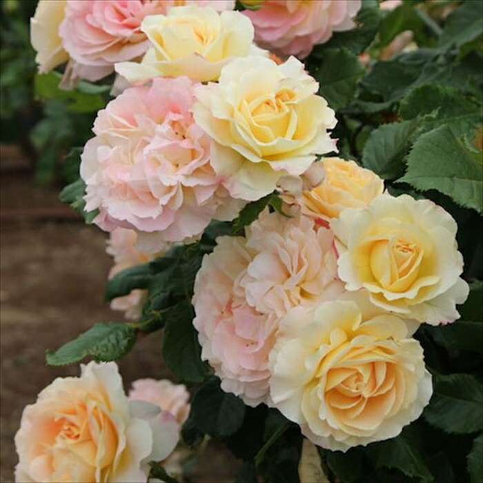 ♡KIRA様♡ご予約 バラ苗